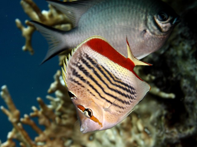 Chaetodon paucifasciatus